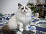 Marsh - Ragdoll Kitten For Sale - Tuscaloosa&comma; AL&comma; US