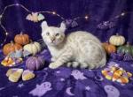 Snow Mink Leopard Lynx - Highlander Kitten For Sale - Lake Isabella&comma; CA&comma; US
