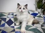 Ernie - Ragdoll Kitten For Sale - Tuscaloosa&comma; AL&comma; US