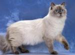 Shakira - Siberian Cat For Sale - Miami&comma; FL&comma; US