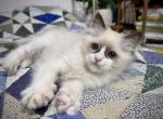 Milly - Ragdoll Kitten For Sale - Tuscaloosa&comma; AL&comma; US