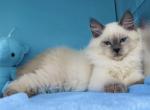 Barnaby - Siberian Kitten For Sale - Miami&comma; FL&comma; US