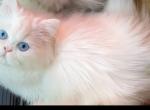 Beautiful dollface white blue eyes male - Persian Kitten For Sale - CA&comma; US