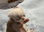 Exotic white kittens Christmas - Persian Kitten For Sale - Orlando&comma; FL&comma; US