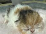 Exotic calico female - Exotic Kitten For Sale - Orlando&comma; FL&comma; US