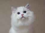 Suhail - Ragdoll Kitten For Sale - Chandler&comma; AZ&comma; US
