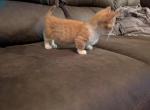 Bilbo Bambino - Munchkin Kitten For Sale - North Canton&comma; OH&comma; US