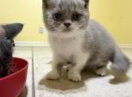 Queen Zara babies - British Shorthair Kitten For Adoption - Palm Bay&comma; FL&comma; US