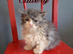 Tica selkirk Rex kittens - Selkirk Rex Kitten For Sale - Woodburn&comma; IN&comma; US