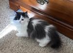 Petunia - Persian Kitten For Sale - Medway&comma; OH&comma; US