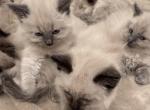 Ragamese litter - Ragdoll Kitten For Sale - 