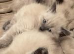 Polydactyl ragamese - Ragdoll Kitten For Sale - 