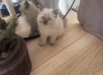 Doug and Paul E - Ragdoll Kitten For Sale - 