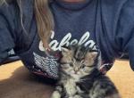 Gaston From Q'Bella - British Shorthair Kitten For Sale - Cutlerville&comma; MI&comma; US
