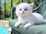 Neptune - Ragdoll Kitten For Sale - 