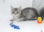 SLEET SILVER TABBY FEMALE MAINE COON KITTEN - Maine Coon Kitten For Sale - 