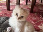 Binx - Highlander Kitten For Sale - Fitchburg&comma; MA&comma; US