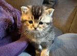 Goliath From Q'Bella - British Shorthair Kitten For Sale - Cutlerville&comma; MI&comma; US