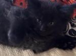Jasper - Maine Coon Kitten For Sale - 