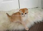 HTX Donnie orange scottish fold boy golden shaded - Scottish Fold Kitten For Sale - TX&comma; US