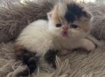 Gorgeous Christmas kittens available - Persian Kitten For Sale - Arlington Heights&comma; IL&comma; US