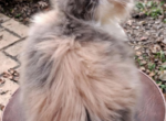 Cfa show quality dilute calico persian kitten - Persian Kitten For Sale - Woodburn&comma; IN&comma; US