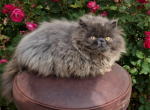 Cfa blue female persian kitten - Persian Kitten For Sale - Woodburn&comma; IN&comma; US