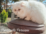 White female persian kitten - Persian Kitten For Sale - 