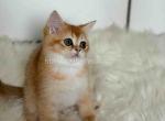 HTX Amina british shorthair golden shaded girl - British Shorthair Kitten For Sale - TX&comma; US