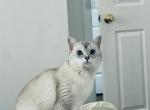 White - British Shorthair Cat For Sale - MA&comma; US