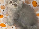 Baby Ashes - Persian Kitten For Sale - 