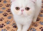 COPPER EYED WHITE CFA REG EXOTIC BOY - Exotic Kitten For Sale - PA&comma; US
