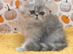 Miss Lovekins - Persian Kitten For Sale - Springfield&comma; MO&comma; US