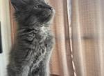 Pearl - Maine Coon Kitten For Sale - 