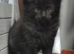 Onyx - Maine Coon Kitten For Sale - Port Clinton&comma; OH&comma; US