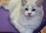 Moon - Ragdoll Kitten For Sale - Potomac&comma; MD&comma; US