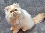 Cream and white Kansas City - Persian Kitten For Sale - Wichita&comma; KS&comma; US