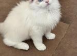 Simba - Ragdoll Kitten For Sale - Potomac&comma; MD&comma; US