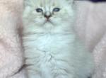 Ragdoll - Ragdoll Kitten For Sale - Gardnerville&comma; NV&comma; US
