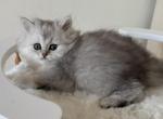 Jerry - British Shorthair Kitten For Sale - Brooklyn&comma; NY&comma; US