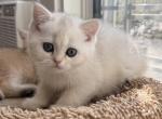 Leon - British Shorthair Kitten For Sale - Brooklyn&comma; NY&comma; US