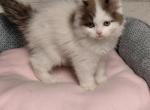 Ragdoll kittens - Ragdoll Kitten For Sale - MI&comma; US