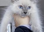 Eli - Ragdoll Kitten For Sale - Punta Gorda&comma; FL&comma; US