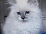Milo - Ragdoll Kitten For Sale - Punta Gorda&comma; FL&comma; US