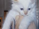 Pyro Flame Point - Ragdoll Kitten For Sale - Punta Gorda&comma; FL&comma; US