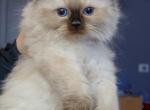 Kiya - Ragdoll Kitten For Sale - Punta Gorda&comma; FL&comma; US