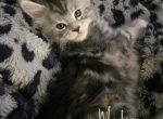 Elain - Maine Coon Kitten For Sale - Gainesville&comma; GA&comma; US