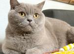 Mia - British Shorthair Cat For Sale - Vancouver&comma; WA&comma; US