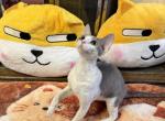 Ruby - Devon Rex Kitten For Sale - Douglaston&comma; NY&comma; US