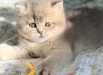 Dolly - British Shorthair Kitten For Sale - Grand Rapids&comma; MI&comma; US